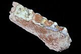 Oreodont Jaw Section With Teeth - South Dakota #82190-1